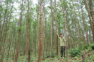 Đề án phát triển vùng nguyên liệu gỗ rừng trồng Quảng Bình